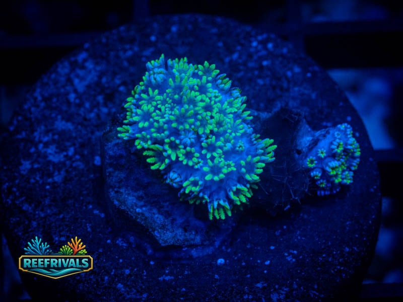 WWC Neon Polyp Toadstool coral image from ReefRivals, listed as Sarcophyton sp. and LPS Fleshy