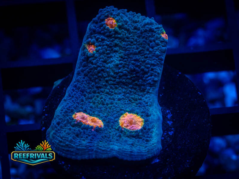 WA Miami Hurricane Chalice coral image from ReefRivals, listed as Echinophyllia sp. and Chalices
