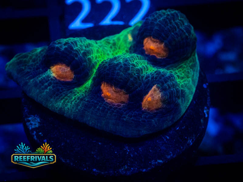 JF Raja Rampage Chalice WYSIWYG coral image | ReefRivals JF Raja Rampage Chalice coral image from ReefRivals, listed as Echinophyllia sp. and Chalices