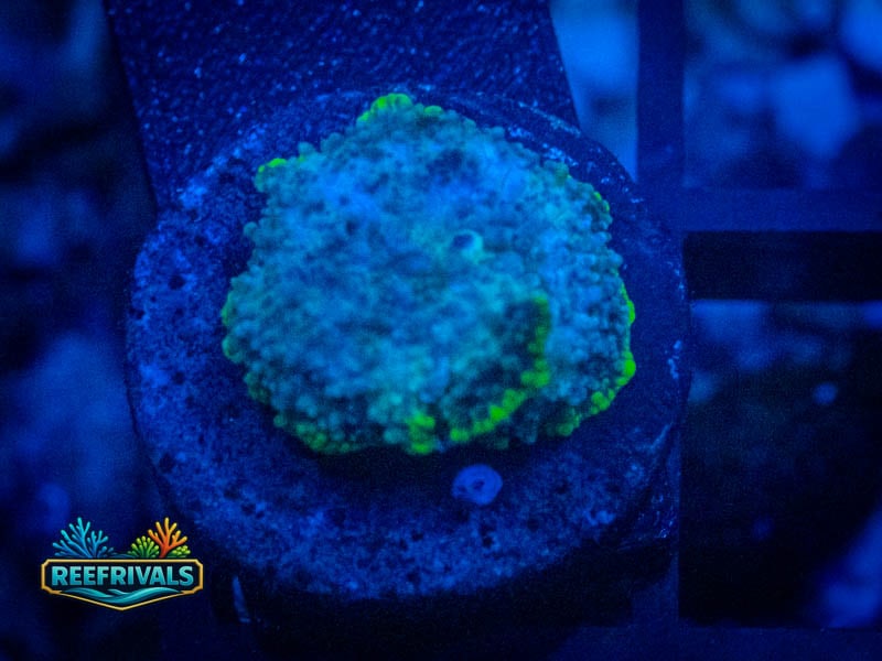 RVL Toxic Rim Mushroom coral image from ReefRivals, listed as Rhodactis spp. and Mushrooms