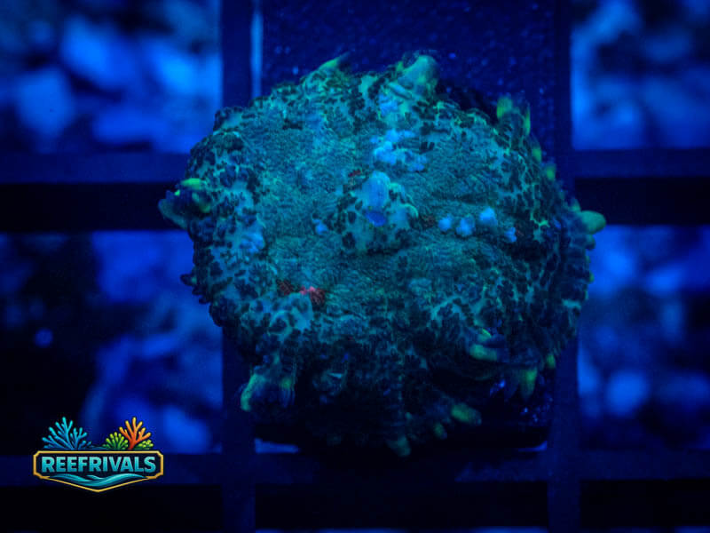 RVL Minty Fresh Mushroom coral image from ReefRivals, listed as Discosoma sp. and Mushrooms