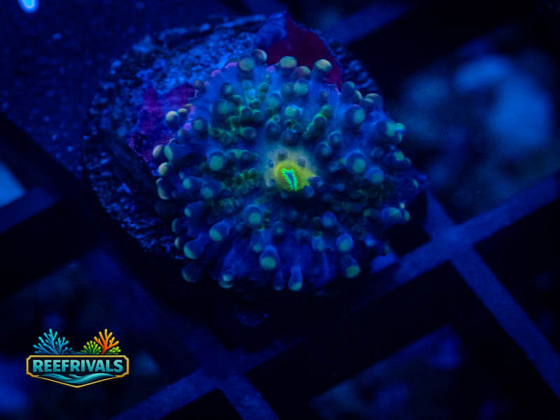 TSA Rainbow Yuma Mushroom WYSIWYG coral image | ReefRivals TSA Rainbow Yuma Mushroom coral image from ReefRivals, listed as Discosoma sp. and Mushrooms