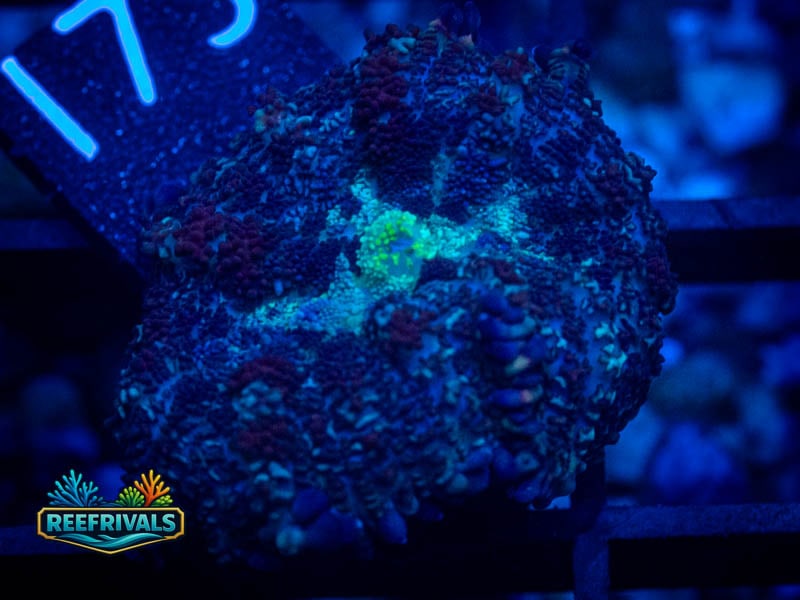 RVL Red Carper Mushroom coral image from ReefRivals, listed as Discosoma sp. and Mushrooms