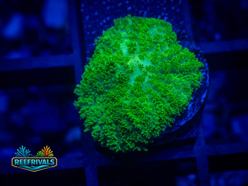 CA Aussie Green Rhodactis Mushroom coral image from ReefRivals, listed as Rhodactis spp. and Mushrooms