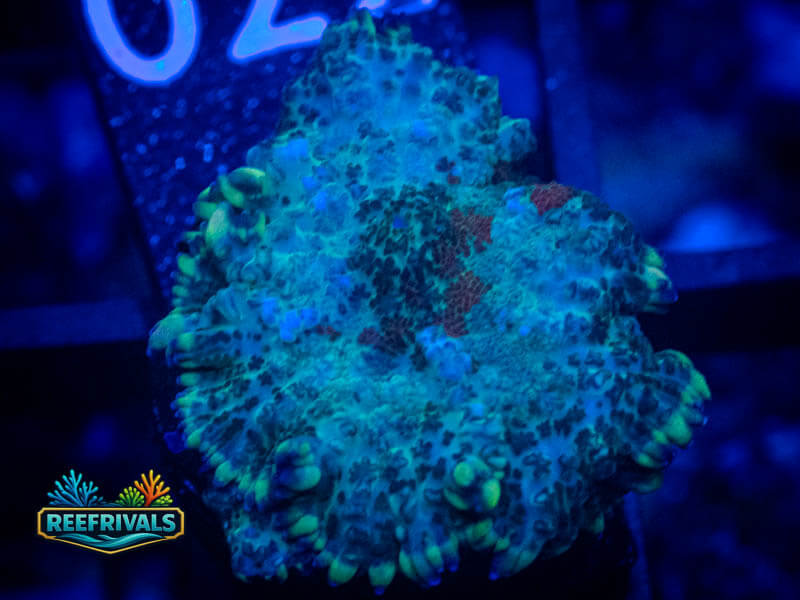 RVL Spearmint Rhodactis Mushroom coral image from ReefRivals, listed as Rhodactis spp. and Mushrooms