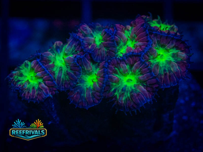 TG Bouncing Betty Merletti Blasto coral image from ReefRivals, listed as Blastomussa sp. and LPS Fleshy