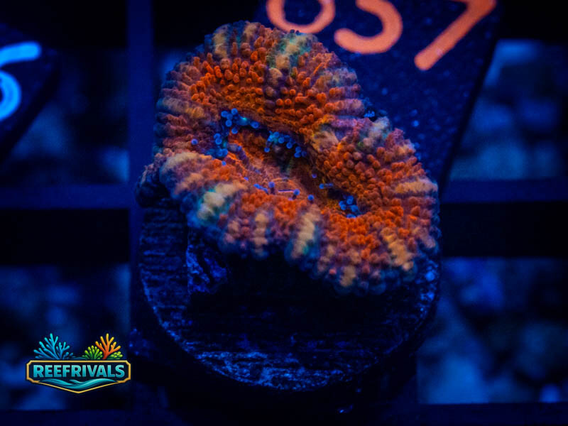 RVL Doomsday Acan coral image from ReefRivals, listed as Micromussa sp. and Acans