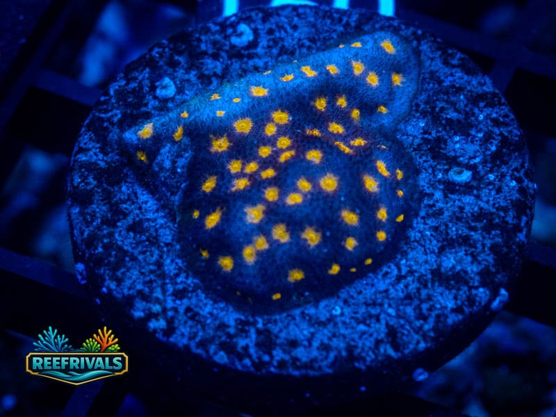 JF Outerspace Psammocora WYSIWYG coral image | ReefRivals JF Outerspace Psammocora coral image from ReefRivals, listed as Psammocora sp. and SPS Plating