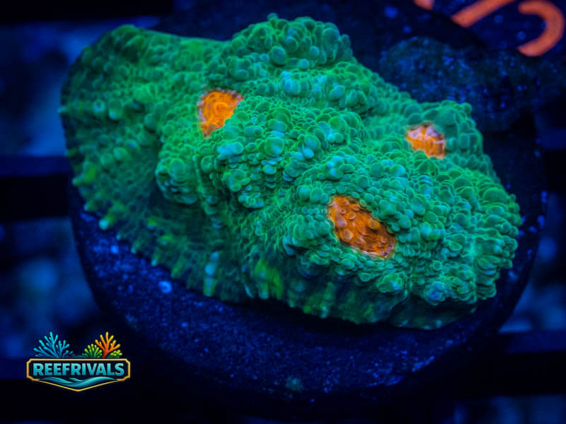WWC Pumpkin Eater Chalice coral image from ReefRivals, listed as Echinophyllia sp. and Chalices