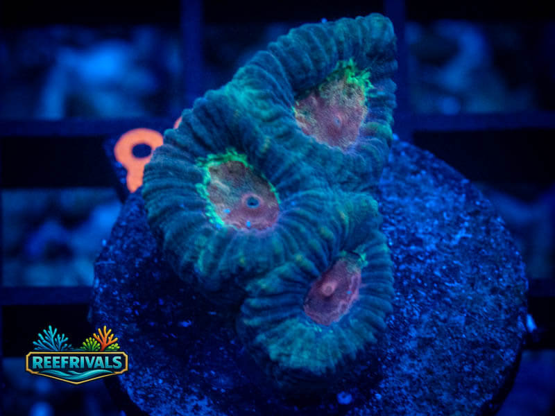 RVL Rainbow Favia coral image from ReefRivals, listed as Favia sp. and Soft Coral