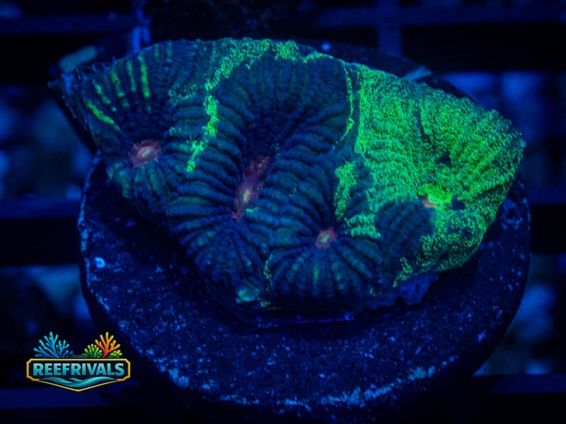 TSA Antivenom Favia coral image from ReefRivals, listed as Favia sp. and Favias