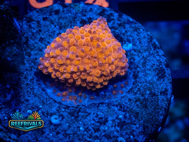 OC Sunburst Monti coral image from ReefRivals, listed as Montipora sp. and Montis
