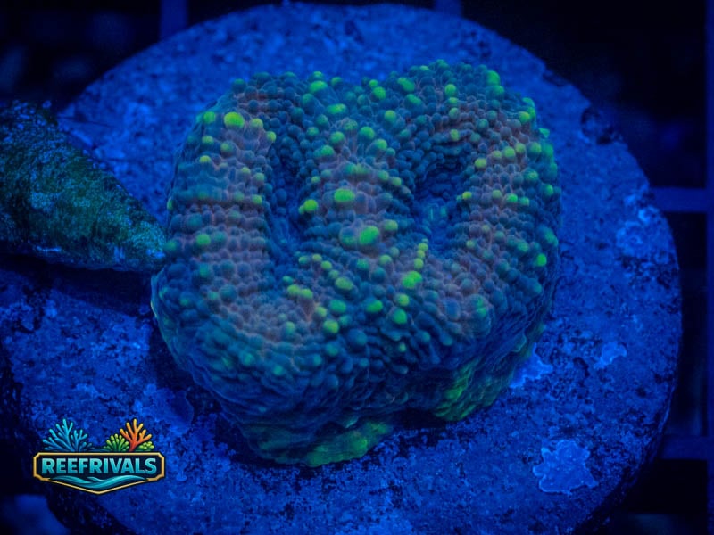 RVL Deep Soul Echinata coral image from ReefRivals, listed as Micromussa sp. and Acans