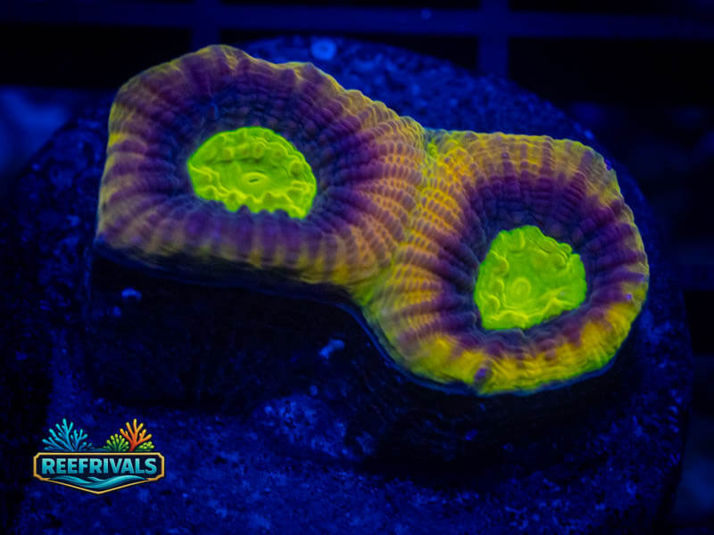 ECC Dragon Soul Favia WYSIWYG coral image | ReefRivals ECC Dragon Soul Favia coral image from ReefRivals, listed as Favia sp. and Favias