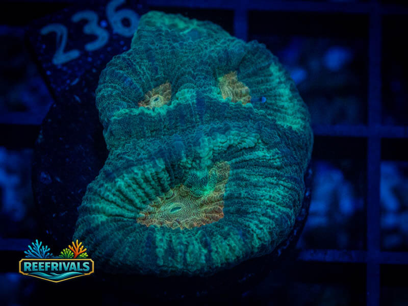 QCC Citrus Core Favia coral image from ReefRivals, listed as Favia sp. and Favias