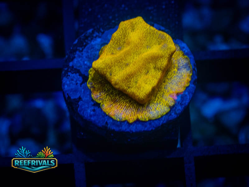 RVL 24K Lepto WYSIWYG coral image | ReefRivals RVL 24K Lepto coral image from ReefRivals, listed as Leptoseris sp. and Encrusting
