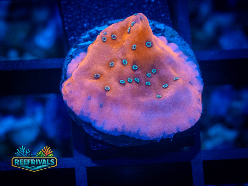 ASD Juggernaut Monti WYSIWYG coral image | ReefRivals ASD Juggernaut Monti coral image from ReefRivals, listed as Montipora sp. and Montis