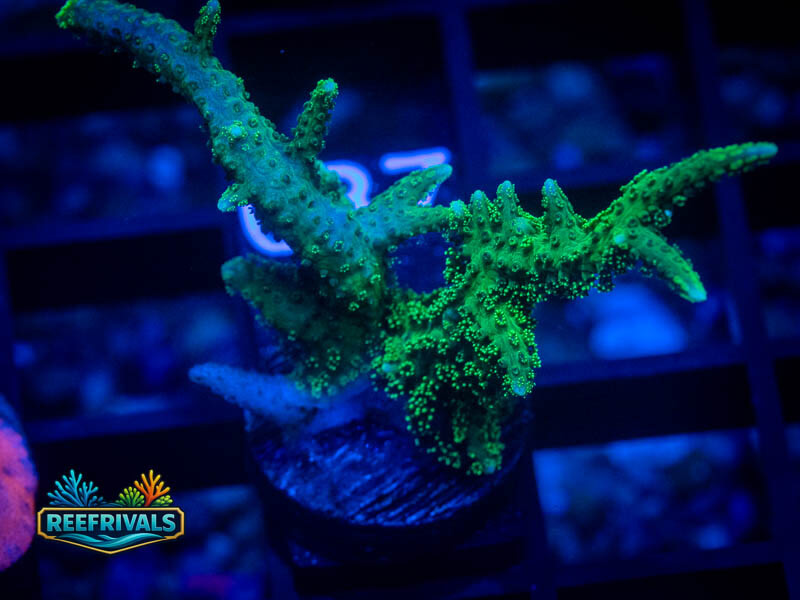 RVL Green Goblin Birdsnest WYSIWYG coral image | ReefRivals RVL Green Goblin Birdsnest coral image from ReefRivals, listed as Seriatopora sp. and SPS Branching