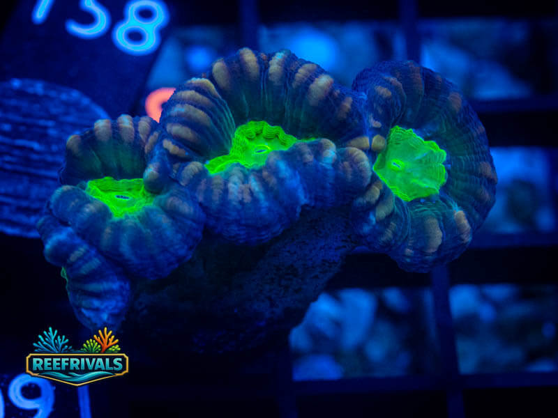 TG Star Mint Candy Cane WYSIWYG coral image | ReefRivals TG Star Mint Candy Cane coral image from ReefRivals, listed as Caulastrea sp. and LPS Branching