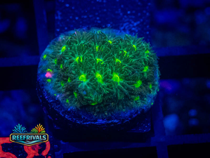 CB Hulk Leptastrea WYSIWYG coral image | ReefRivals CB Hulk Leptastrea coral image from ReefRivals, listed as Leptastrea sp. and Encrusting