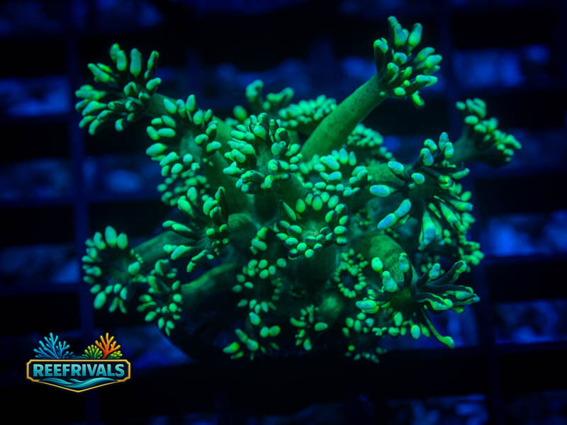 RVL Lemon Lime Goni coral image from ReefRivals, listed as Goniopora sp. and Gonis