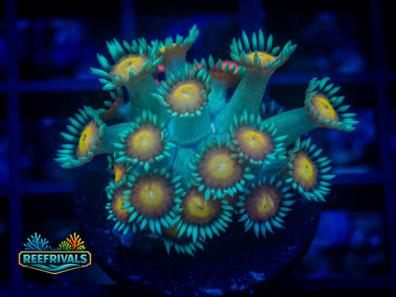 RVL Daisy Goni coral image from ReefRivals, listed as Goniopora sp. and Gonis