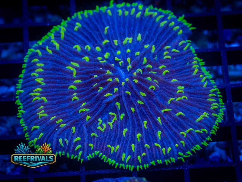 TSA Rainbow Fungia coral image from ReefRivals, listed as Fungia sp. and LPS Fleshy
