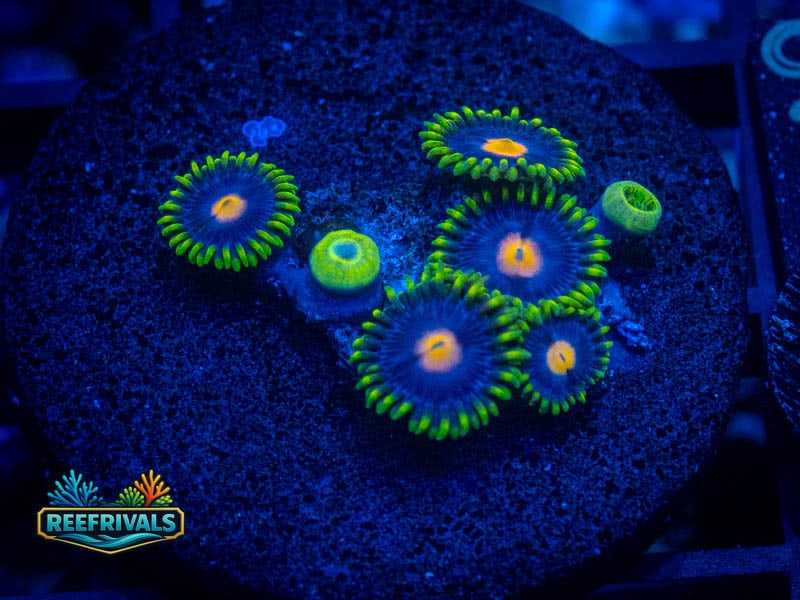 WWC Ultimate Blowpop Zoa coral image from ReefRivals, listed as Zoanthus sp. and Zoas