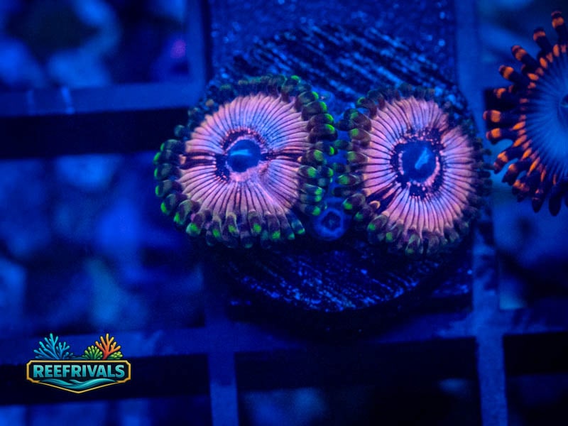 WWC Black Orchid Zoa coral image from ReefRivals, listed as Zoanthus sp. and Zoas