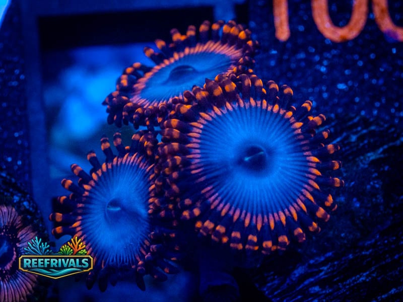 Zoanthids Spiderman Zoa coral image from ReefRivals, listed as Zoanthus sp. and Zoas