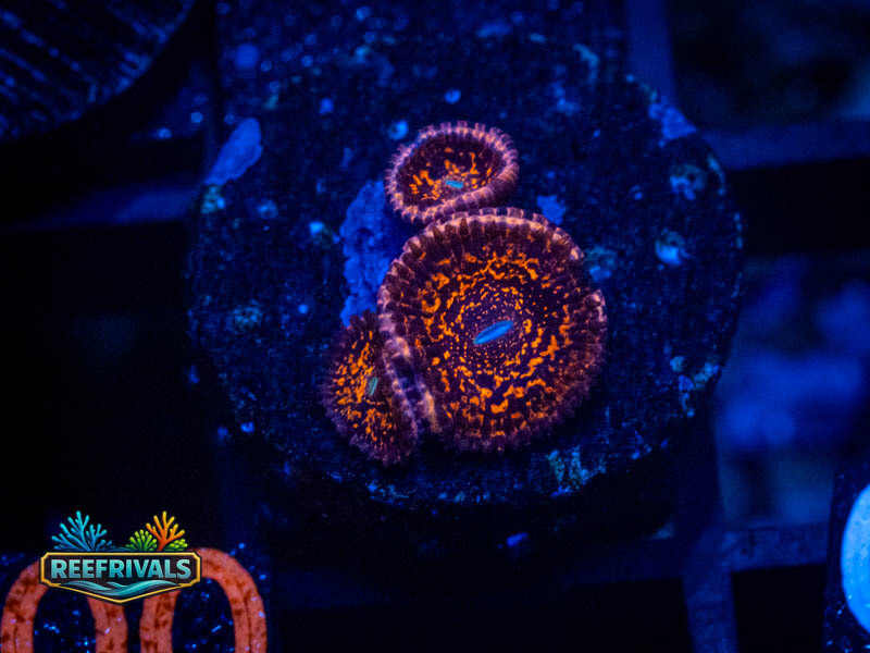 TG Darth Maul Zoa coral image from ReefRivals, listed as Zoanthus sp. and Zoas