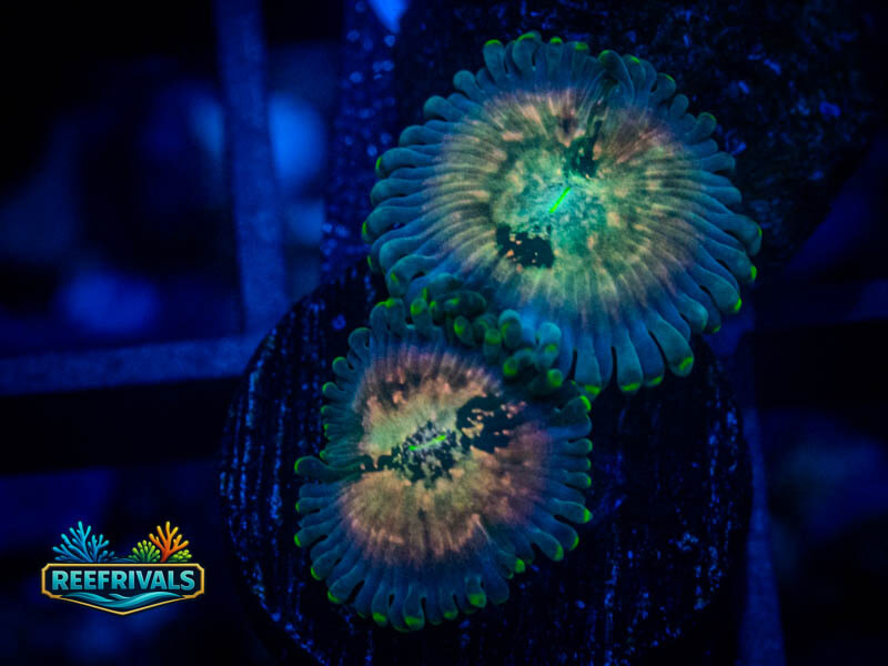 ECC Hawaiian Ding Dang Zoa coral image from ReefRivals, listed as Zoanthus sp. and Zoas