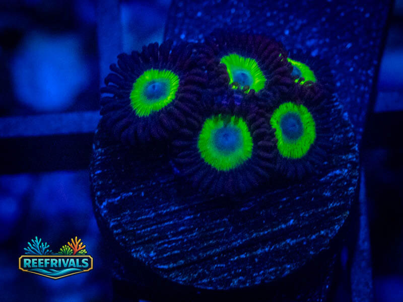 WWC Bob Marley Zoa coral image from ReefRivals, listed as Zoanthus sp. and Zoas