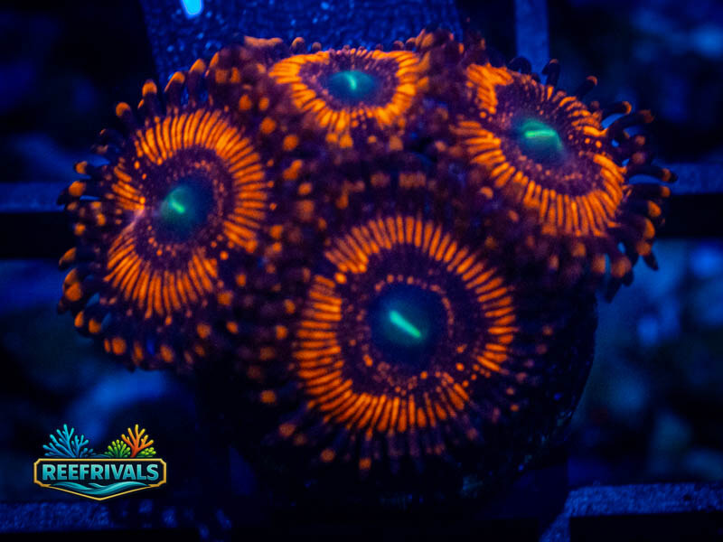 WWC Barlog Zoa coral image from ReefRivals, listed as Zoanthus sp. and Zoas