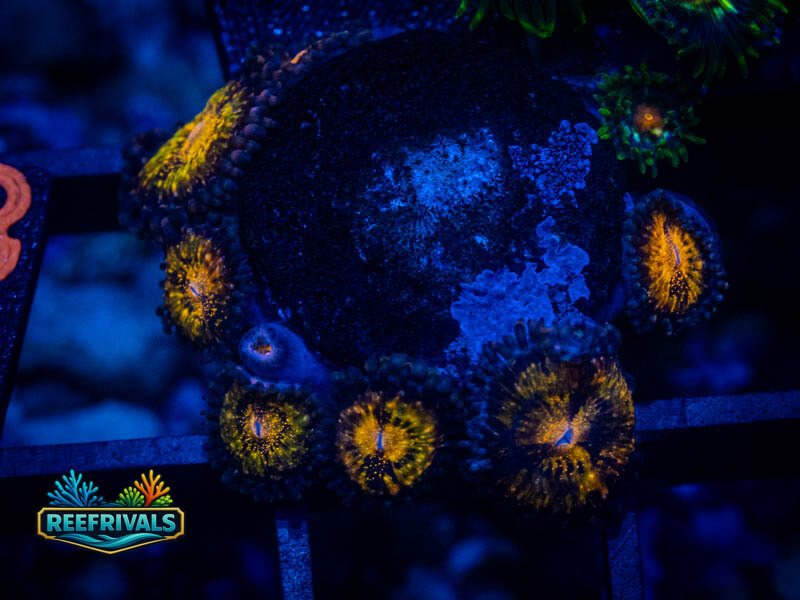 WWC Pandora Zoa WYSIWYG coral image | ReefRivals WWC Pandora Zoa coral image from ReefRivals, listed as Zoanthus sp. and Zoas