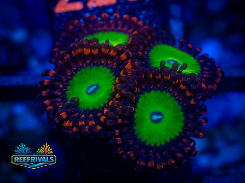 OG Bowzer Zoa WYSIWYG coral image | ReefRivals OG Bowzer Zoa coral image from ReefRivals, listed as Zoanthus sp. and Zoas