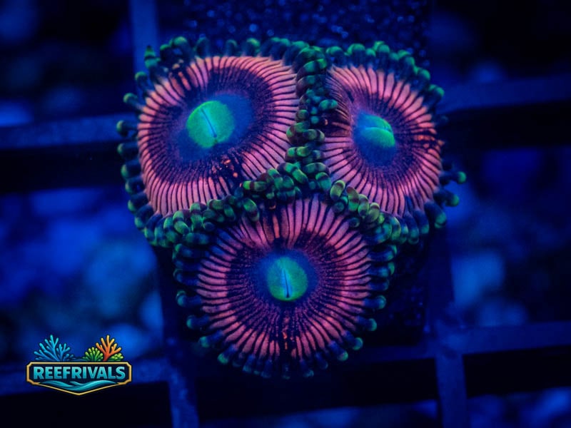 TG Cotton Candy Zoa coral image from ReefRivals, listed as Zoanthus sp. and Zoas
