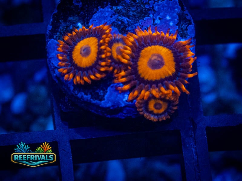 ECC Orange Oxide Zoa WYSIWYG coral image | ReefRivals ECC Orange Oxide Zoa coral image from ReefRivals, listed as Zoanthus sp. and Zoas