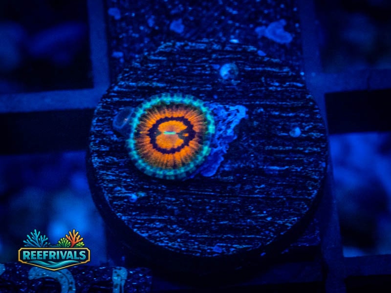 Zoanthids Rainbow Incinerator Zoa coral image from ReefRivals, listed as Zoanthus sp. and Zoas