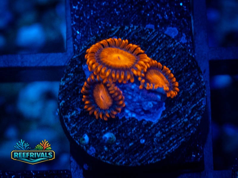 ECC Bam Bam Zoa WYSIWYG coral image | ReefRivals ECC Bam Bam Zoa coral image from ReefRivals, listed as Zoanthus sp. and Zoas