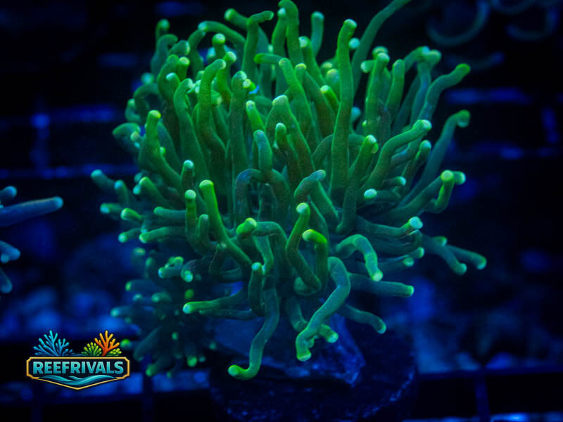 CA Indo Green Goblin Torch (2 Heads) coral image from ReefRivals, listed as Euphyllia glabrescens and Torches