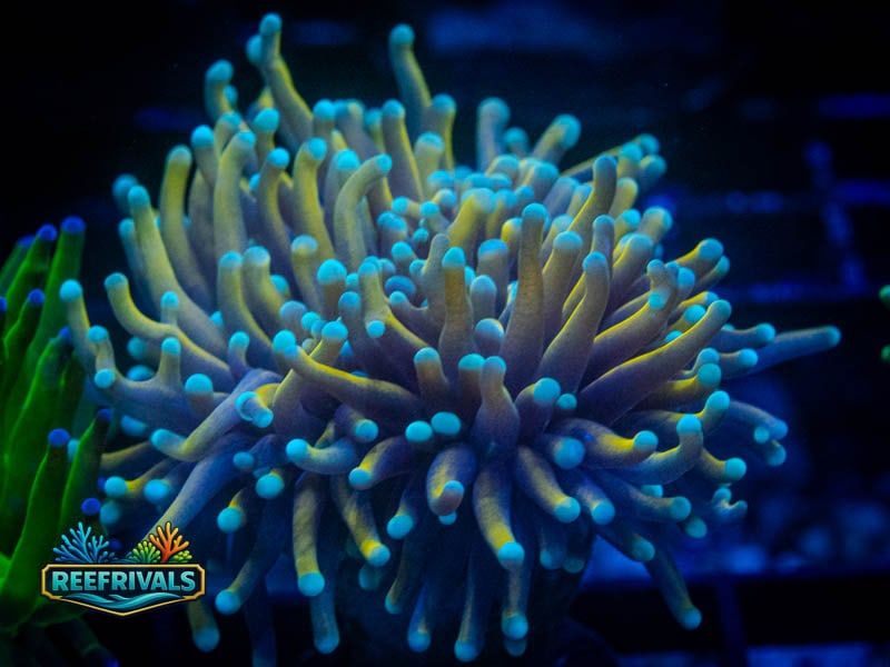 WWC Dragon Soul Torch coral image from ReefRivals, listed as Euphyllia glabrescens and Torches
