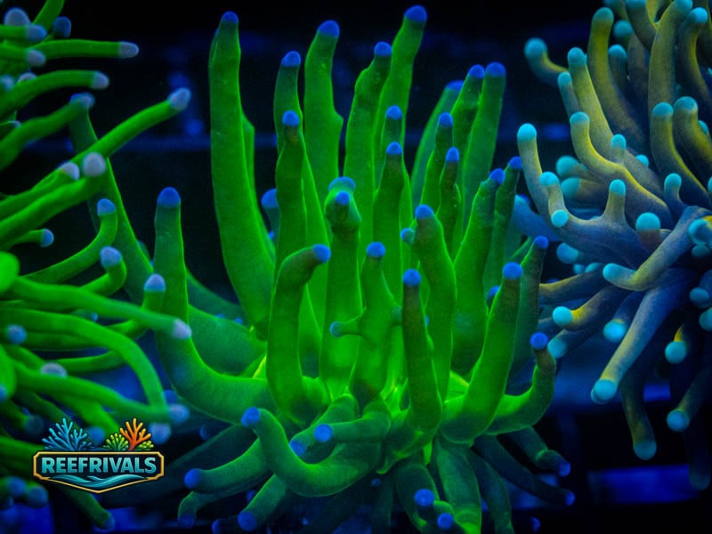ECC Blue Tipped Holy Grail Torch coral image from ReefRivals, listed as Euphyllia glabrescens and Torches