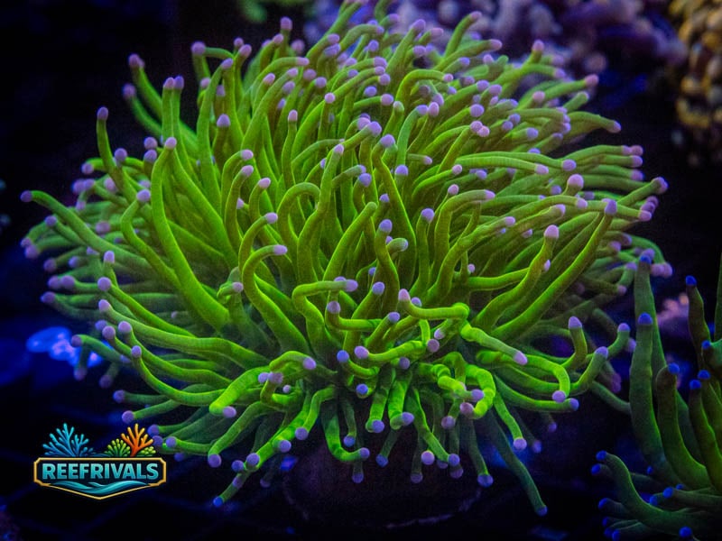 ECC Pink Tipped Holy Grail Torch (2 Heads) coral image from ReefRivals, listed as Euphyllia glabrescens and Torches