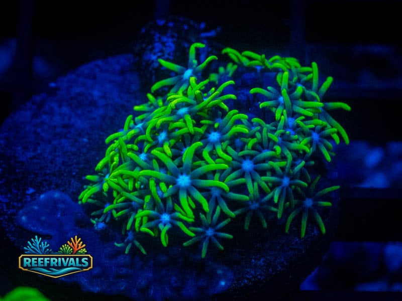 RVL Lime Green GSP coral image from ReefRivals, listed as Briareum sp. and Soft Coral