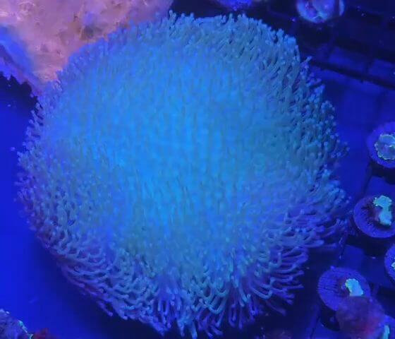 RVL Ultra Toadsool Leather WYSIWYG coral image | ReefRivals RVL Ultra Toadsool Leather coral image from ReefRivals, listed as Sarcophyton sp. and Soft Coral
