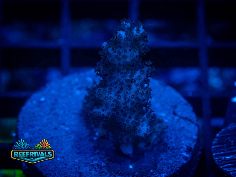 RVL Spitfire Acro WYSIWYG coral image | ReefRivals RVL Spitfire Acro coral image from ReefRivals, listed as Acropora sp. and Soft Coral