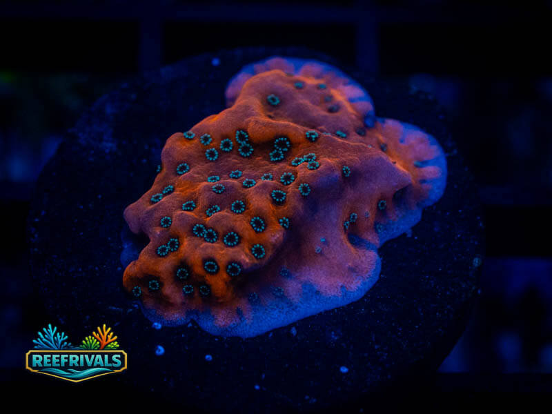 WWC Dragon Fruit Monti coral image from ReefRivals, listed as Montipora sp. and Montis