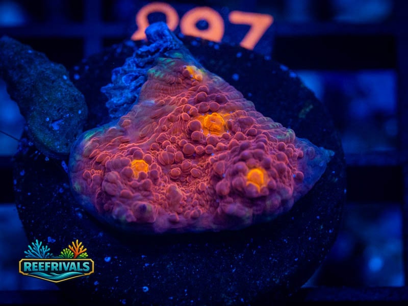 WWC Aussie Golden Eye Chalice coral image from ReefRivals, listed as Echinophyllia sp. and Chalices