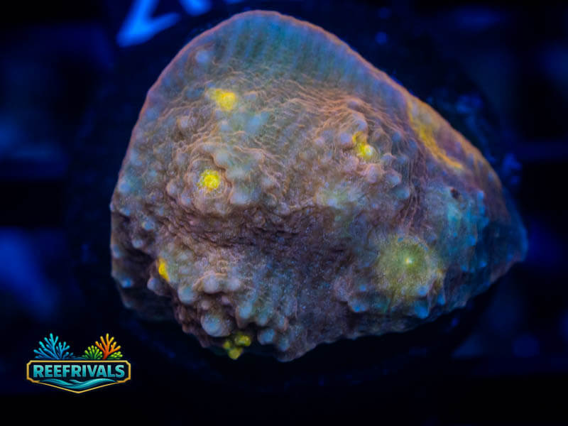RVL Mr. Sandman Chalice coral image from ReefRivals, listed as Echinophyllia sp. and Chalices